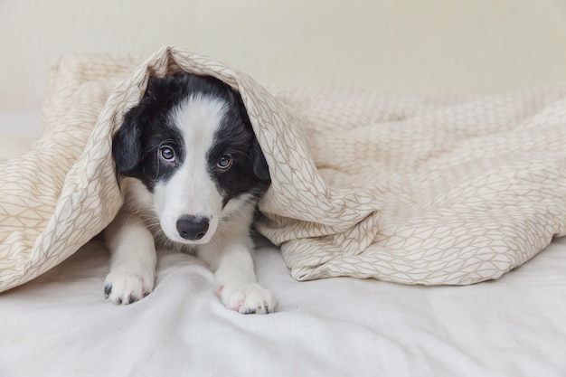 かわいいsmilling子犬犬ボーダーコリーの面白い肖像画は自宅のベッドで枕毛布の上に横たわって プレミアム写真