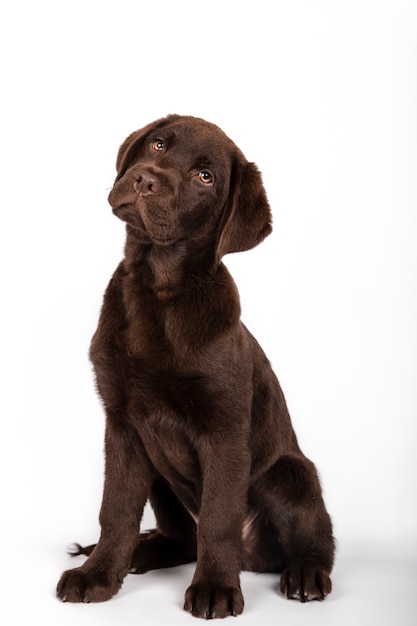 白い背景の垂直方向の画像のカメラに向かって注意深く見て座っている生後3ヶ月のチョコレート色のラブラドール犬の面白い子犬 プレミアム写真