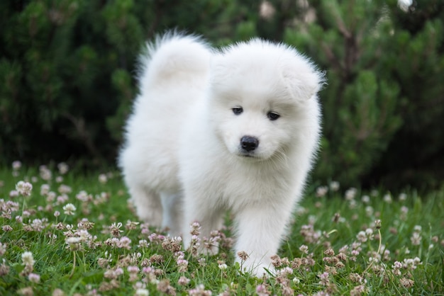 Premium Photo | Funny samoyed puppy on the green grass