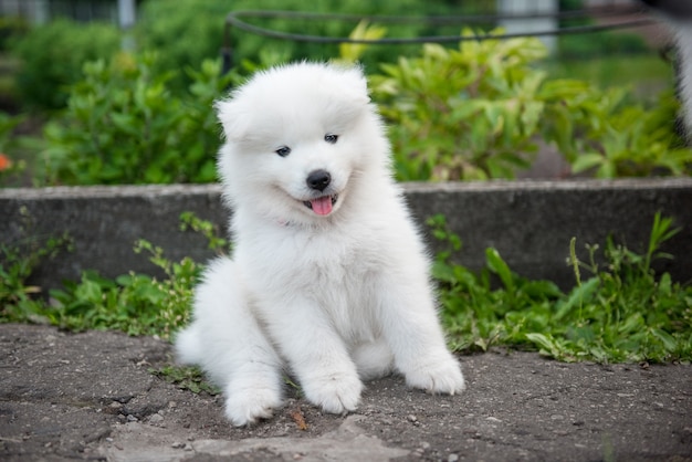 Premium Photo Funny Samoyed Puppy In The Summer Garden On The Road