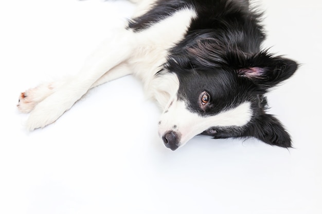 白い背景で隔離かわいい笑顔の子犬犬ボーダーコリーの面白いスタジオの肖像画 家族の小さな犬の新しい素敵なメンバーが見つめ 報酬を待っています 面白いペット動物の生活の概念 プレミアム写真