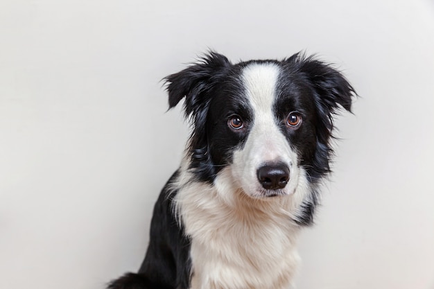 白い壁に分離されたかわいい笑顔子犬犬ボーダーコリーの面白いスタジオポートレート 家族の新しい素敵なメンバーが見つめて報酬を待っている小さな犬 面白いペット動物生活のコンセプト プレミアム写真