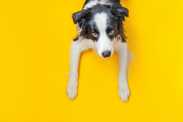 黄色の背景に分離されたかわいいsmilling子犬犬ボーダーコリーの面白いスタジオポートレート 家族の新しい素敵なメンバーが見つめて報酬を待っている小さな犬 ペットの世話と動物のコンセプト プレミアム写真