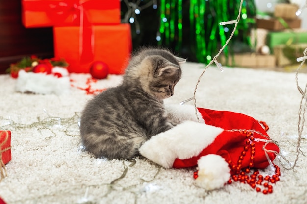 Premium Photo | Funny tabby little kitten plays with christmas decor ...