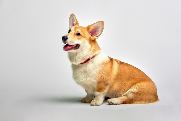 Premium Photo | Funny welsh corgi pembroke in studio in front of a white