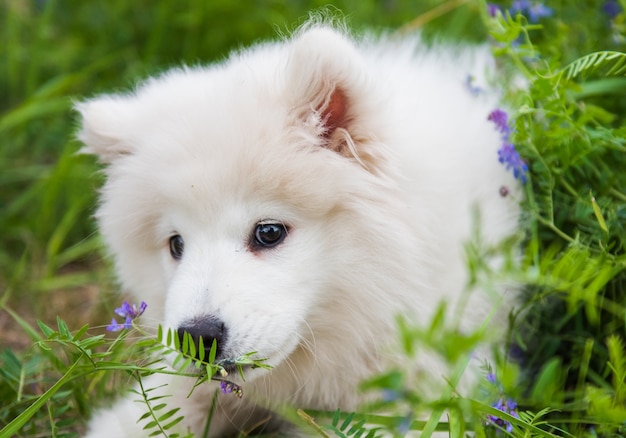 面白い白いふわふわサモエド子犬犬が座っていると緑の草の上に花の臭いがします プレミアム写真