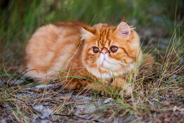 大きなオレンジ色の丸い目を持つ面白い若いかわいい赤いペルシャ猫が森の草の中を歩いています プレミアム写真