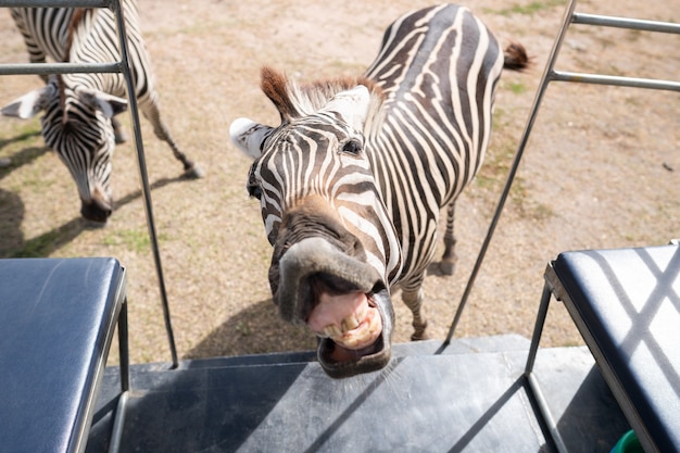 動物園の観光バスで餌を待っている面白いシマウマ プレミアム写真