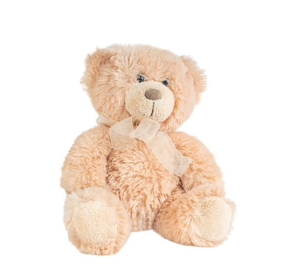 light brown teddy bear dog