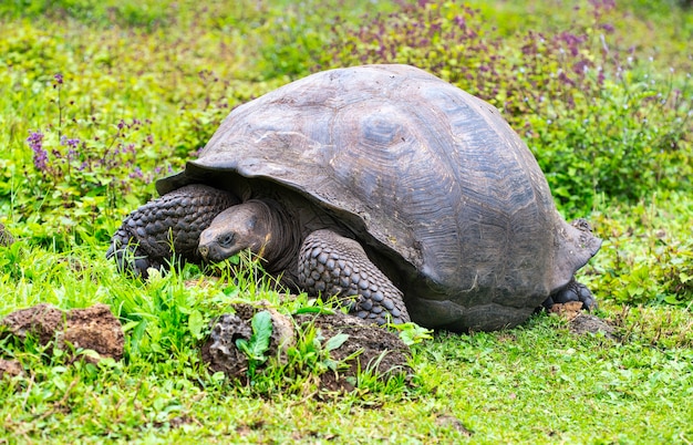 Premium Photo | Galã¡pagos tortoise (chelonoidis elephantopus) in ...