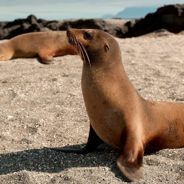 Premium Photo | Galapagos sea lions (zalophus californianus wollebacki ...