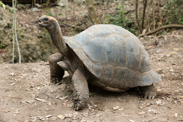 Premium Photo | Galapagos Tortoise In A Nature Reserve