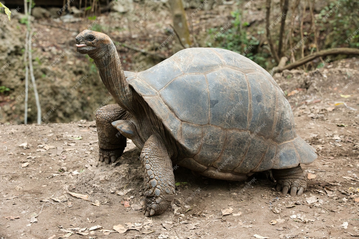 Premium Photo | Galapagos tortoise in a nature reserve