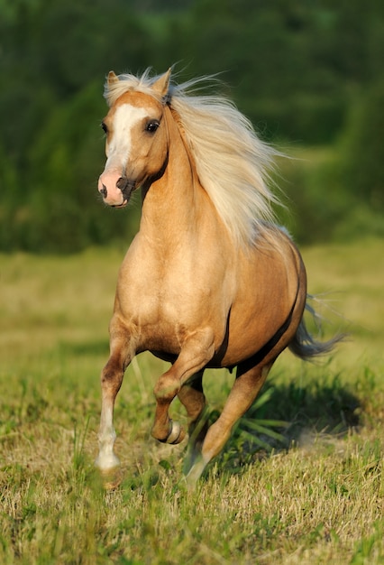 Galloping yellow horse | Premium Photo