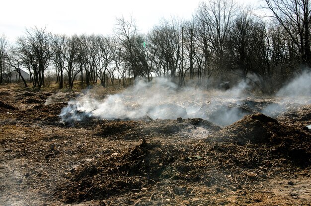 Garbage pollution of the environment. Premium Photo