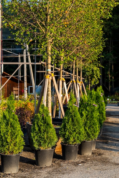 Premium Photo | Garden center with decorative evergreen trees in tubs