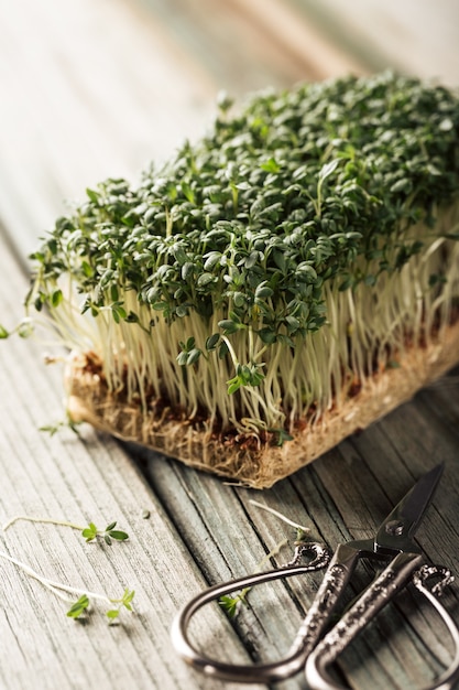 Garden cress, young plants. Premium Photo