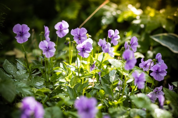 紫の花びらと庭のパンジー 花壇のビオラトリコロールパンジー プレミアム写真