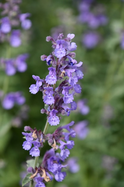 かなり薄紫色に咲くキャットニップの花のある庭 無料の写真