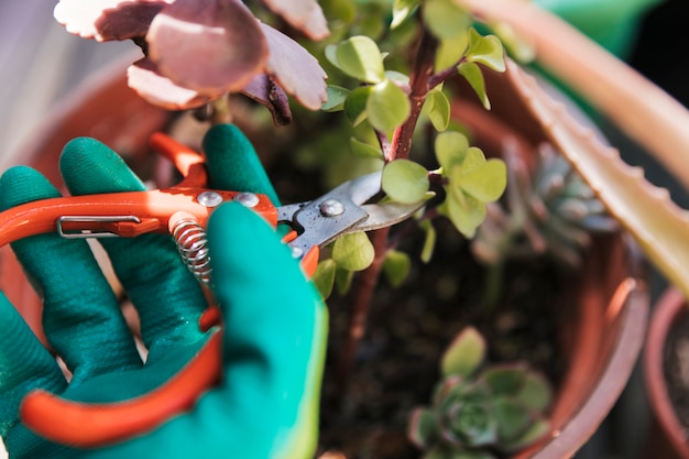 Gardener's cutting the plant twig with secateurs Free Photo