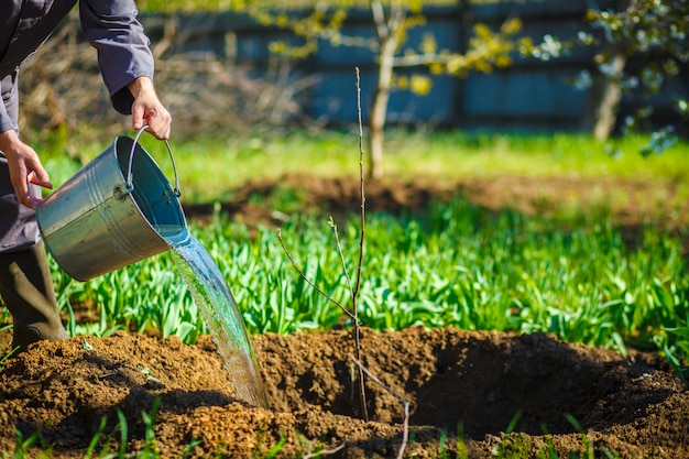 Premium Photo | Gardener watering from buckets young fruit tree in the ...