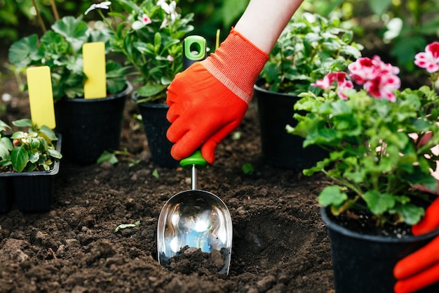 Premium Photo | Gardener woman planting flowers in the summer garden at ...