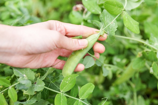 Premium Photo Gardening And Agriculture Concept Female Farm Worker