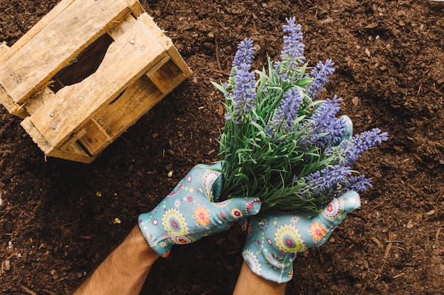 Free Photo | Gardening concept with hands planting flower