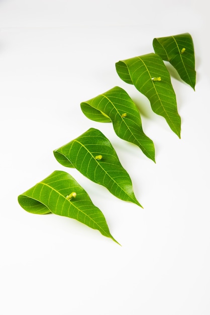 Premium Photo | Garland of mango leaves, toran or pataka