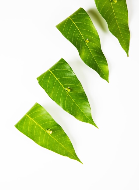 Premium Photo | Garland of mango leaves, toran or pataka