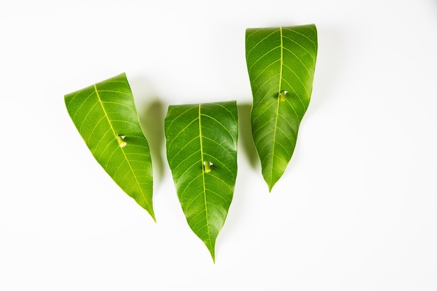 Premium Photo | Garland of mango leaves, toran or pataka