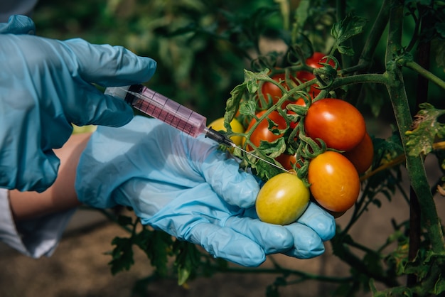 Premium Photo | Genetically modified farming concept