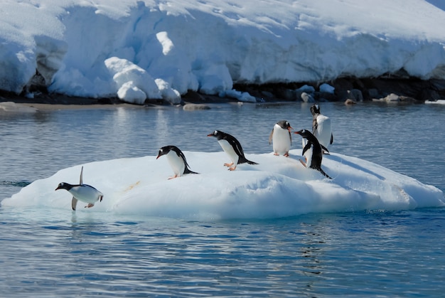 Gentoo penguin jump from the ice | Premium Photo