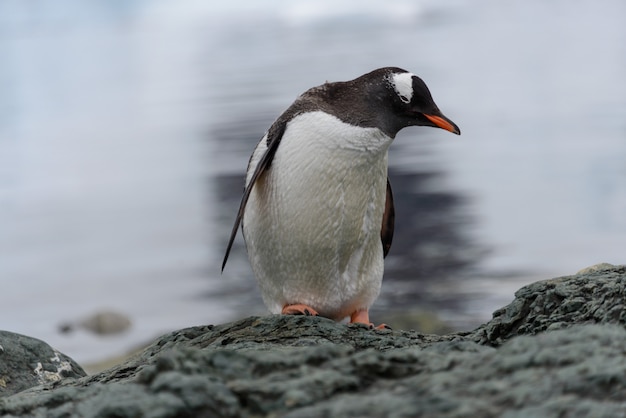 Premium Photo | Gentoo penguin on rock