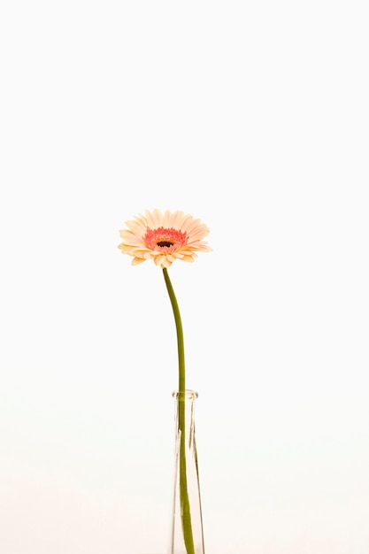 花瓶のガーベラ デイジー フラワー プレミアム写真