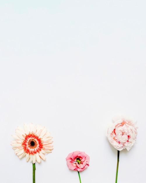 Free Photo | Gerbera, rose and peony flower on white background