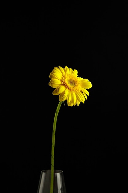 ガラスの花瓶 長い緑の茎と黒い背景に大きな鮮やかな黄色の花びらを持つ植物のガーベラ黄色い花 プレミアム写真