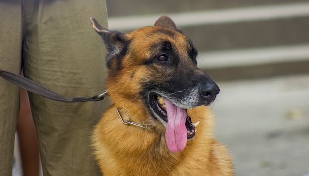 ジャーマン シェパード犬 舌を口から出して横向き プレミアム写真
