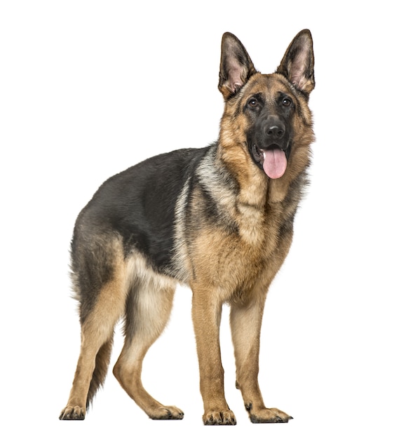 Premium Photo | German shepherd dog standing and panting, isolated on white