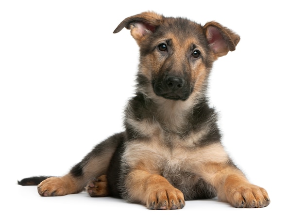 Premium Photo | German shepherd puppy, 4 months old, lying