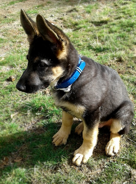 blue puppy collar