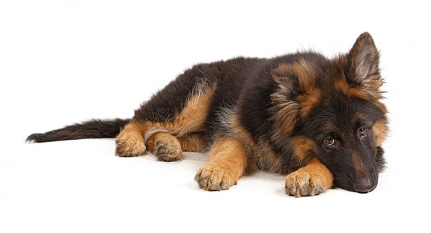 German Shepherd Puppy Isolated Premium Photo