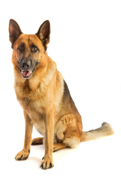 Premium Photo | German shepherd sitting