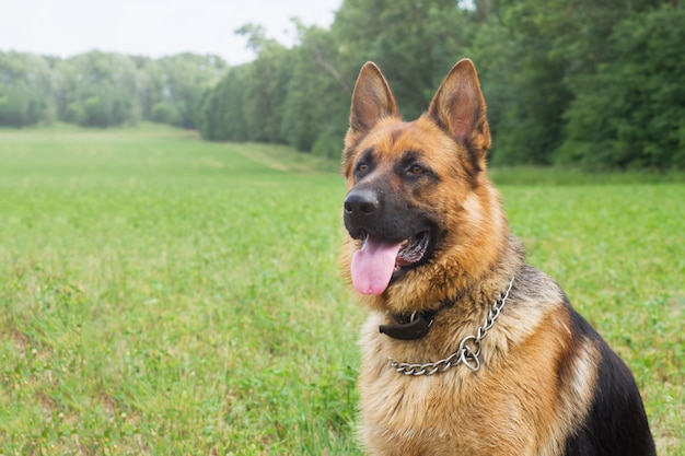 Premium Photo | German shepherd walking resting in the park on the ...