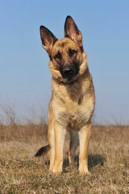 Premium Photo | German shepherd