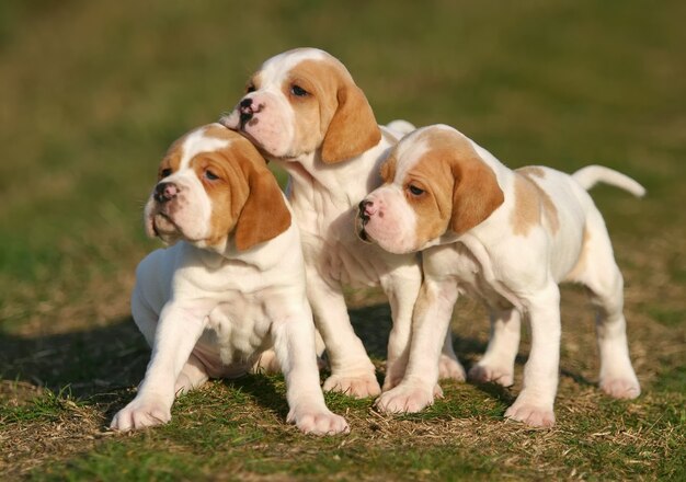 German Shorthaired Pointer Dog Puppies Premium Photo