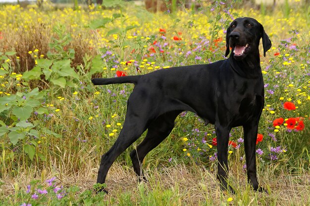 German Shorthaired Pointer Dog Photo Premium Download