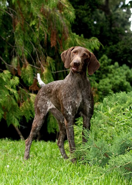 shorthaired pointer