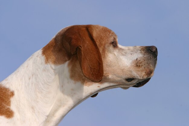 German Shorthaired Pointer Dog Photo Premium Download