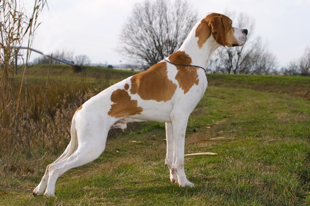 German Shorthaired Pointer Dog Photo Premium Download